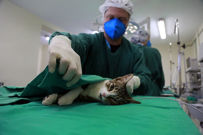 Campo Grande terá plantão para castração gratuita de 200 cães e gatos; saiba como inscrever seu pet