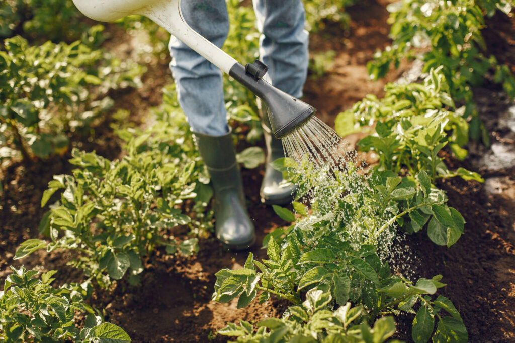 Projeto garante adubo para agricultura familiar em Campo Grande